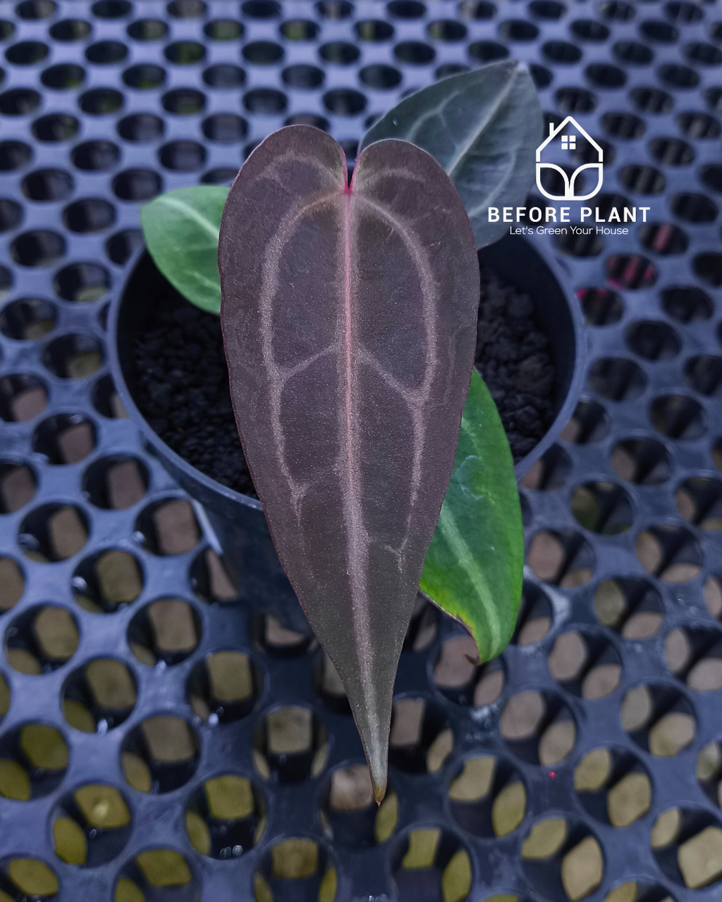 Anthurium ( Dark Handsome x Red Velvet Cake ) x Michelle Variegated
