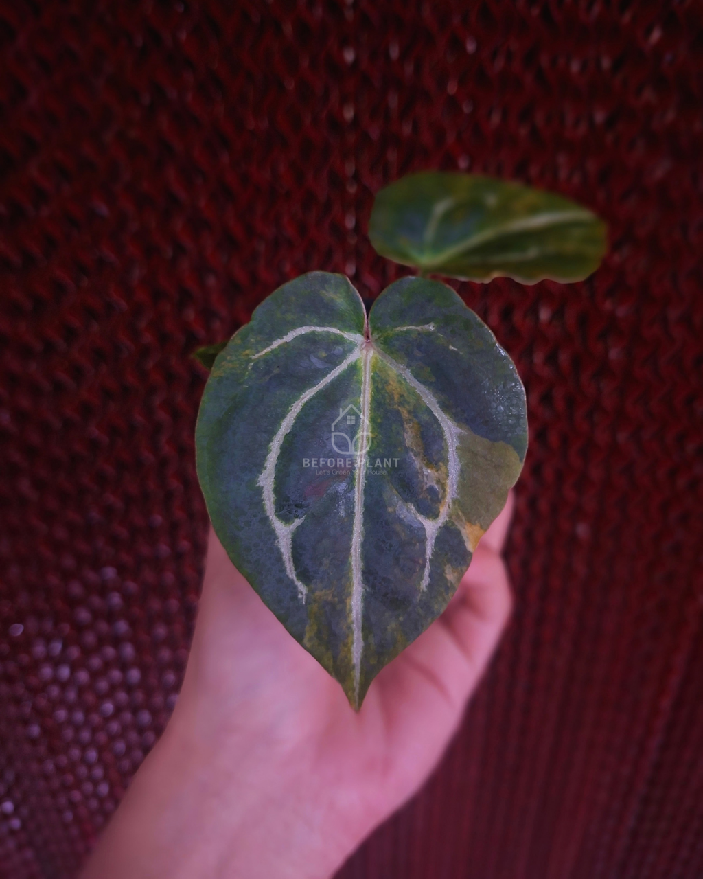 Anthurium Twistter x Red Crystal