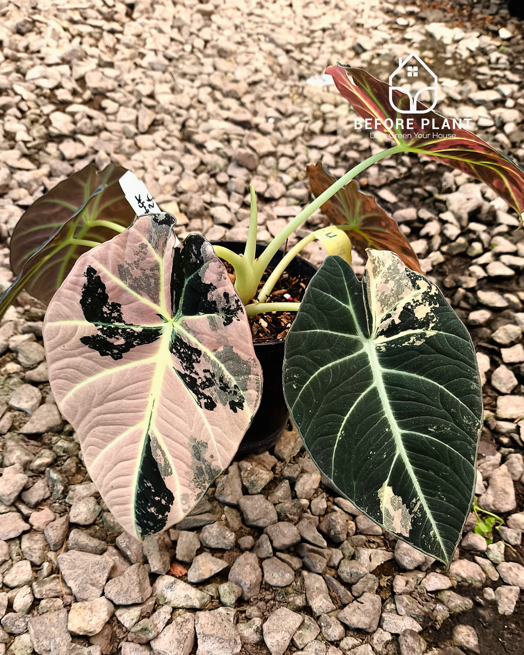 Alocasia Black Velvet Pink