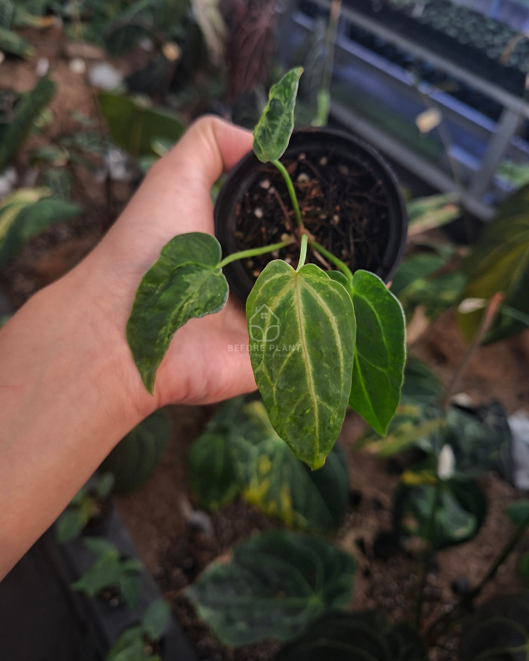 Anthurium Forgetii Blister x Silver Blush