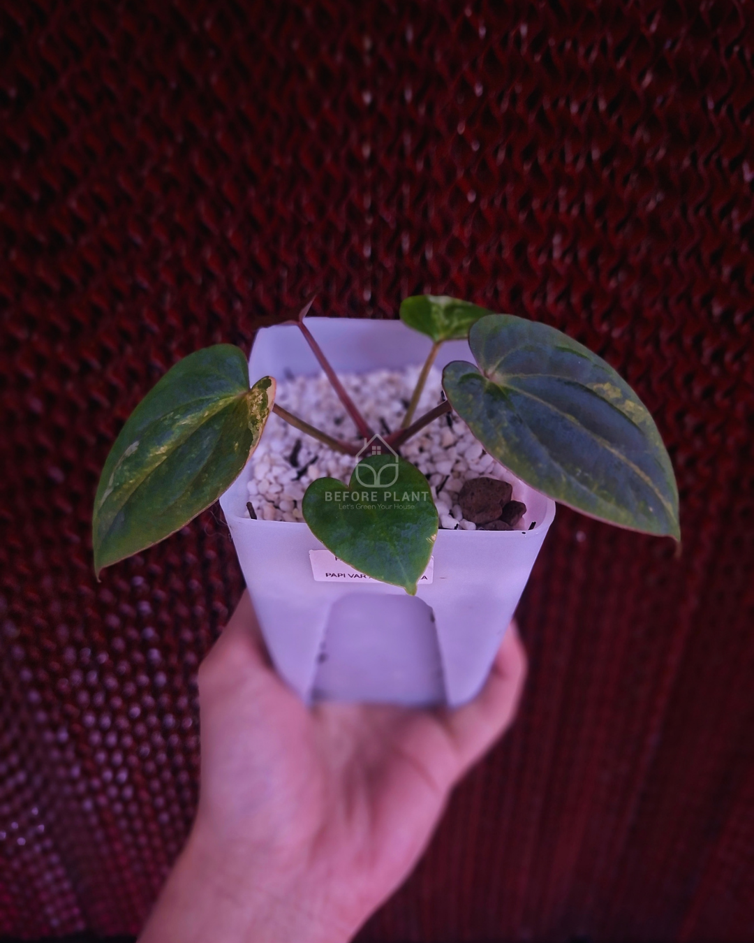 Anthurium Papi Var Subsignatum x Papi Var AOS Tezula