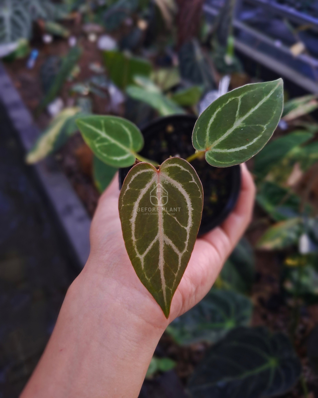 Anthurium Silver Butterfly x indigo
