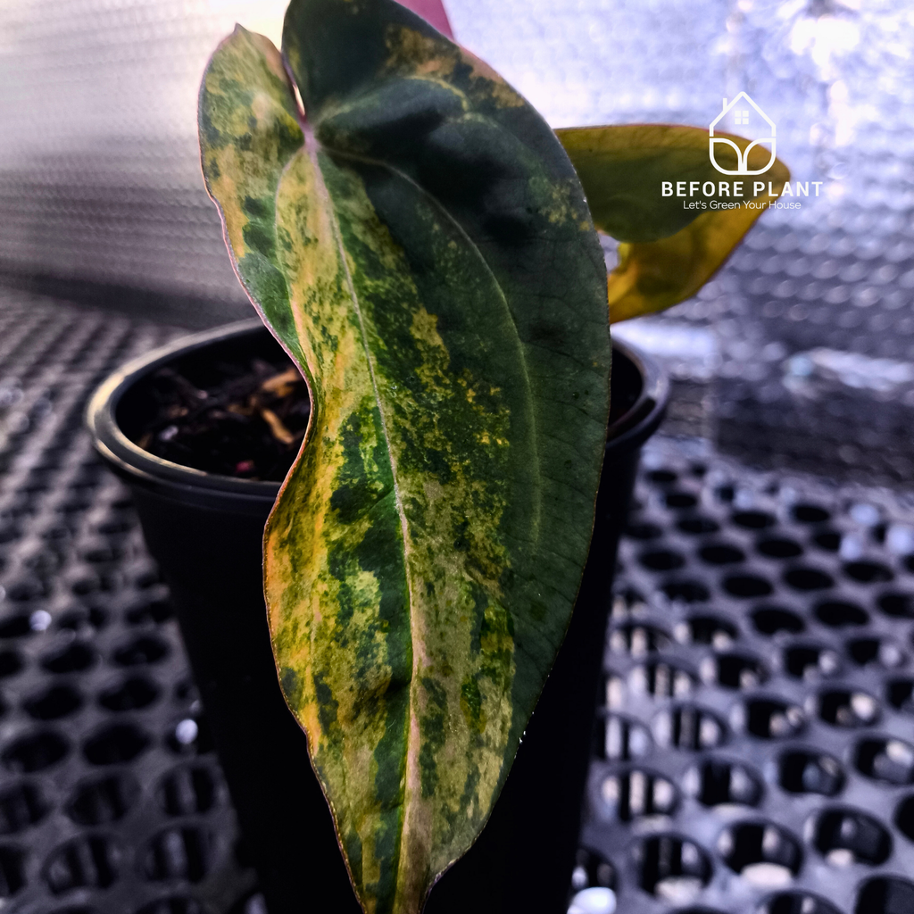 Anthurium Red Devil x ( Papi x Red Crystal )