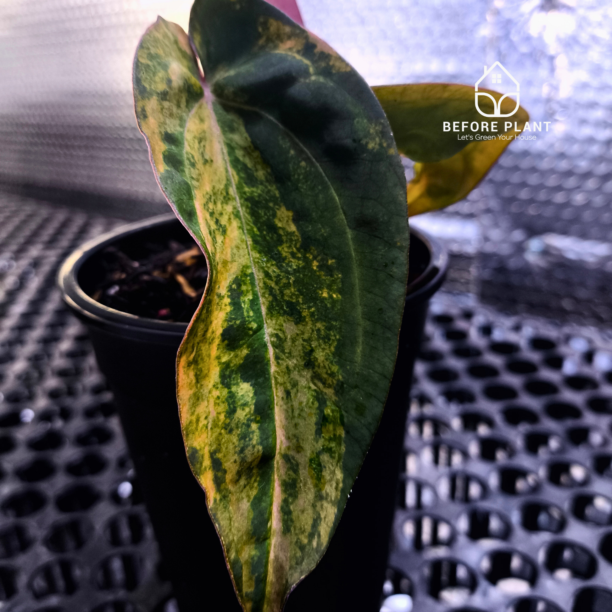 Anthurium Red Devil x ( Papi x Red Crystal )