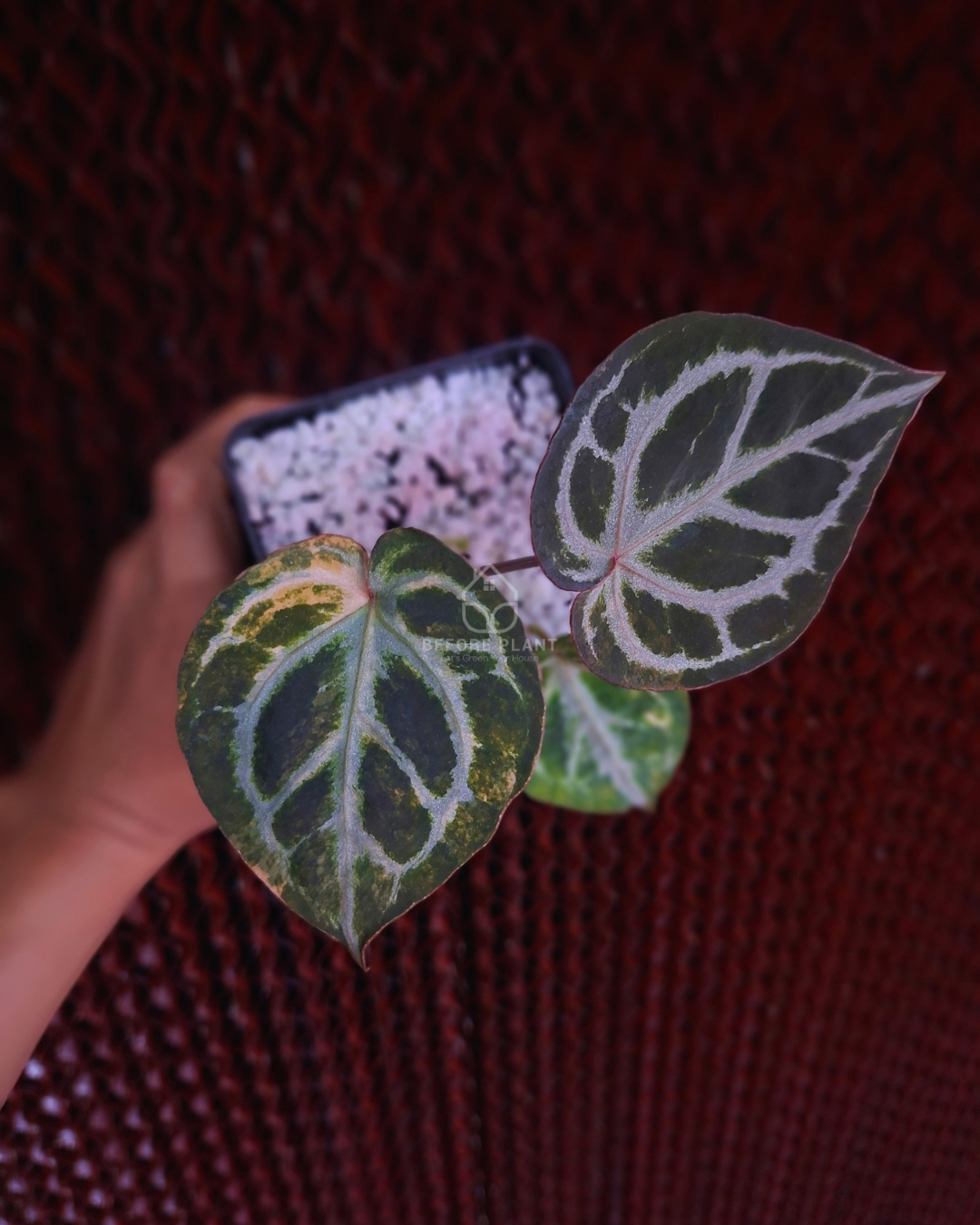Anthurium Red Tiger Variegated
