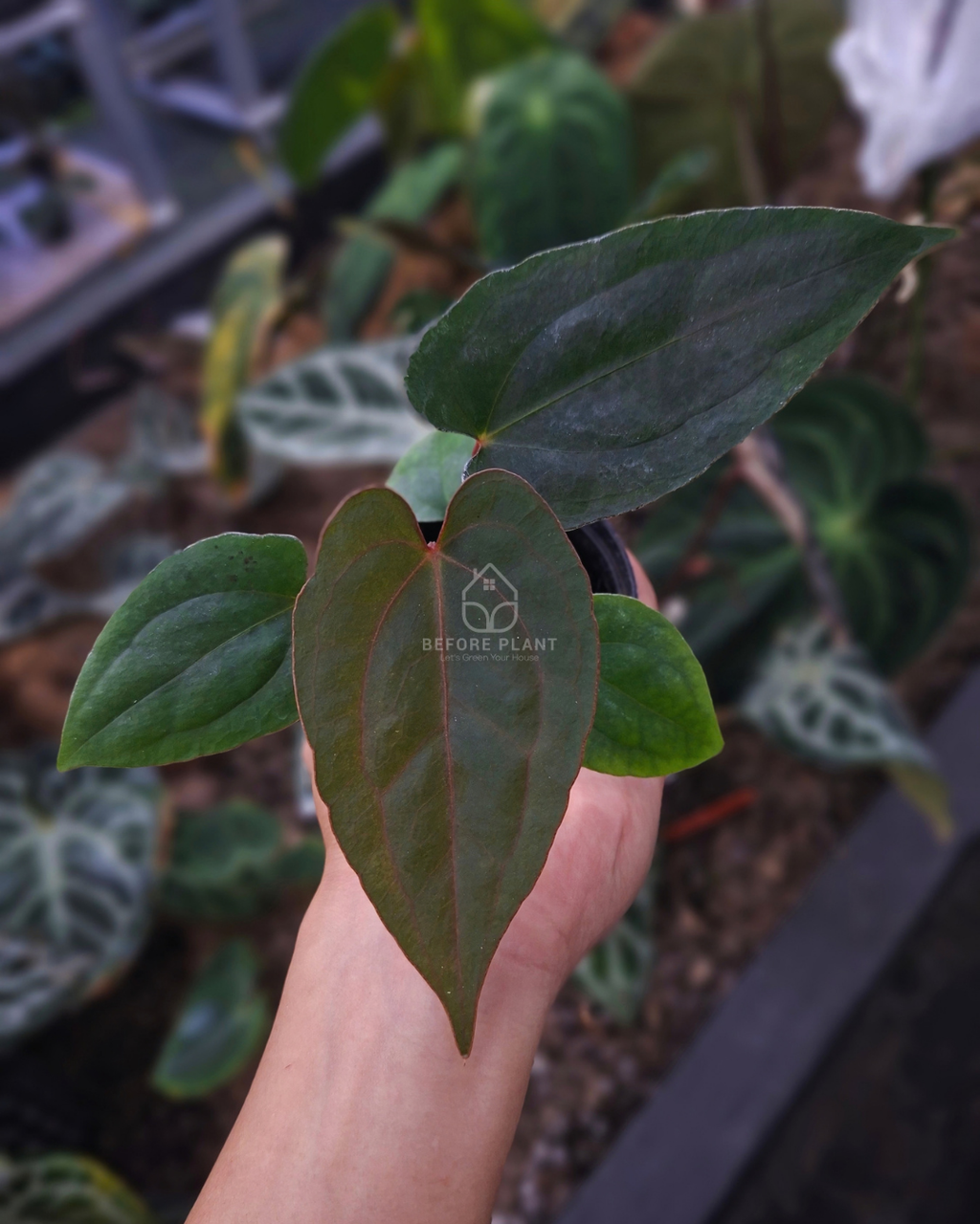 Anthurium Blood of Blue x Carla Blackiae