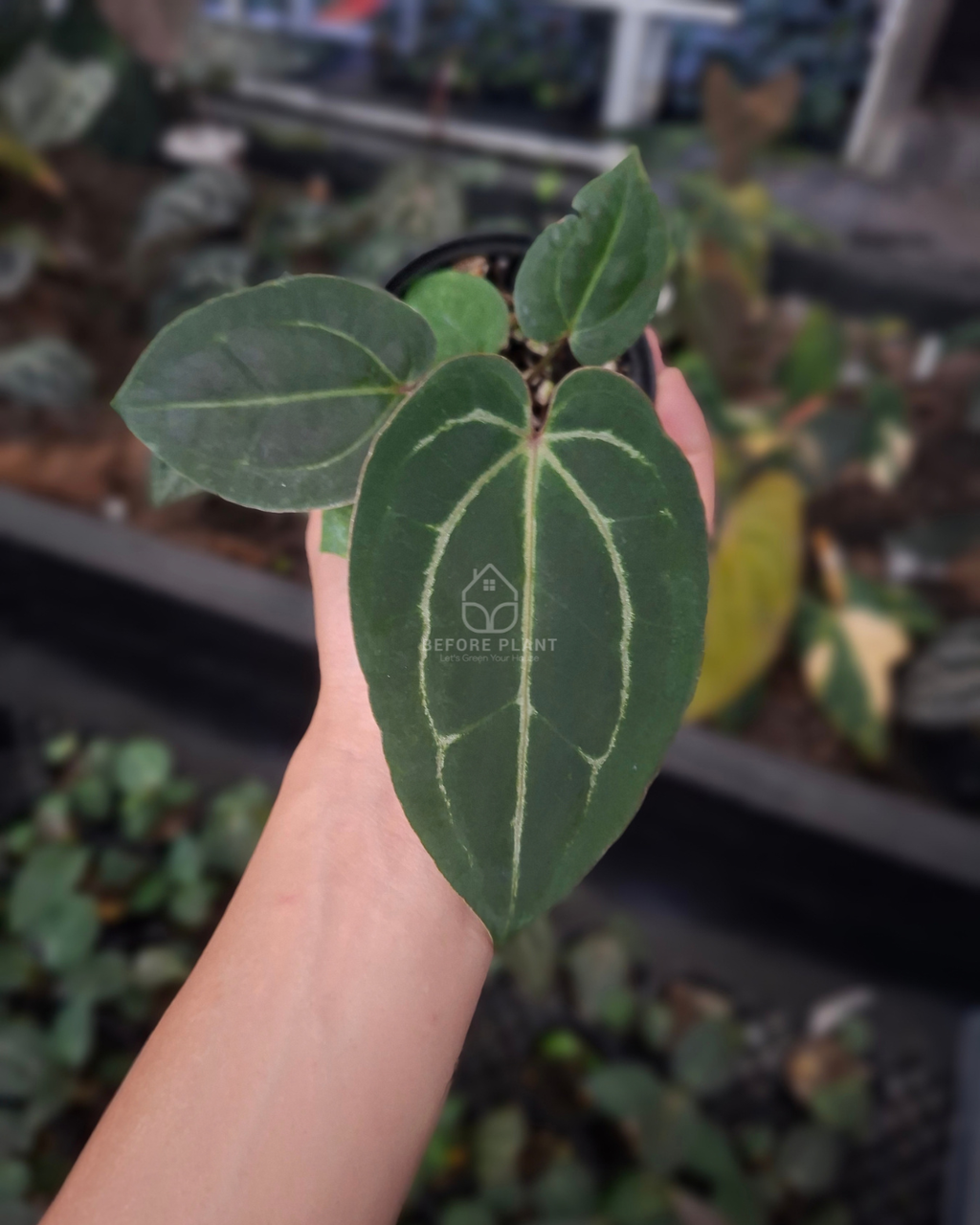 Anthurium Red Tiger x Papi Var Subsignatum