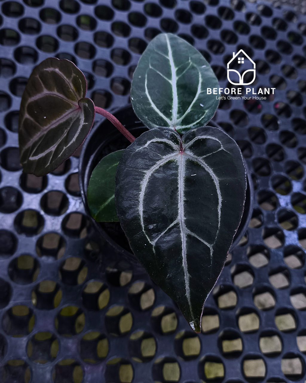 Anthurium Michelle X BVIT ZM RED