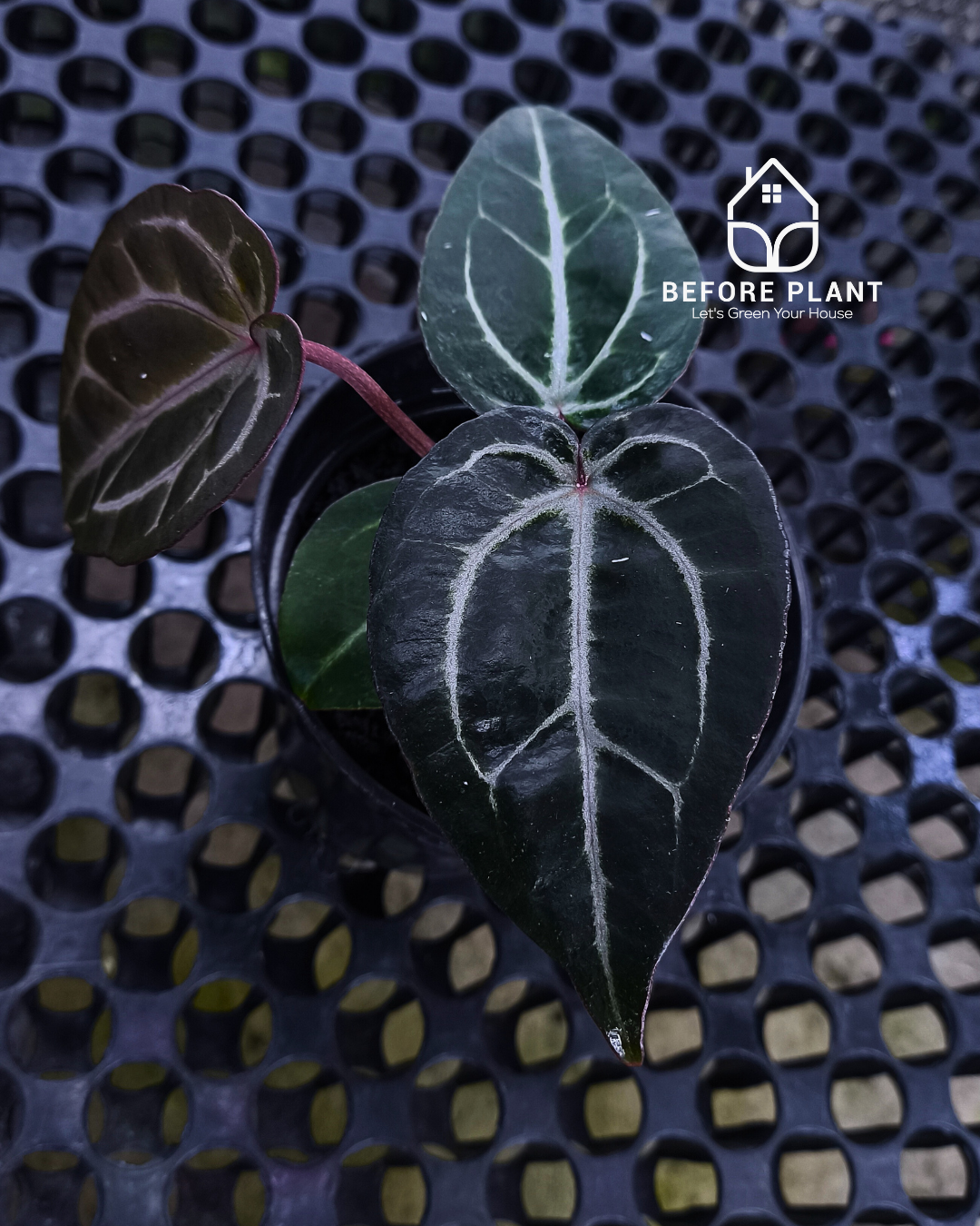 Anthurium Michelle X BVIT ZM RED