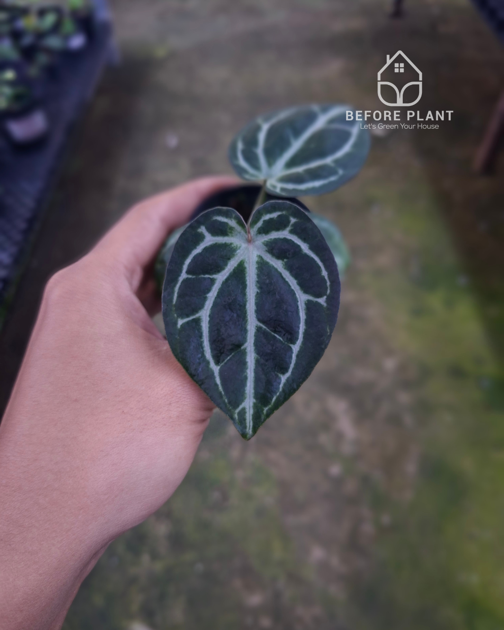 Anthurium SKG Pink Lemonade Black Widow Michelle x Red Tiger
