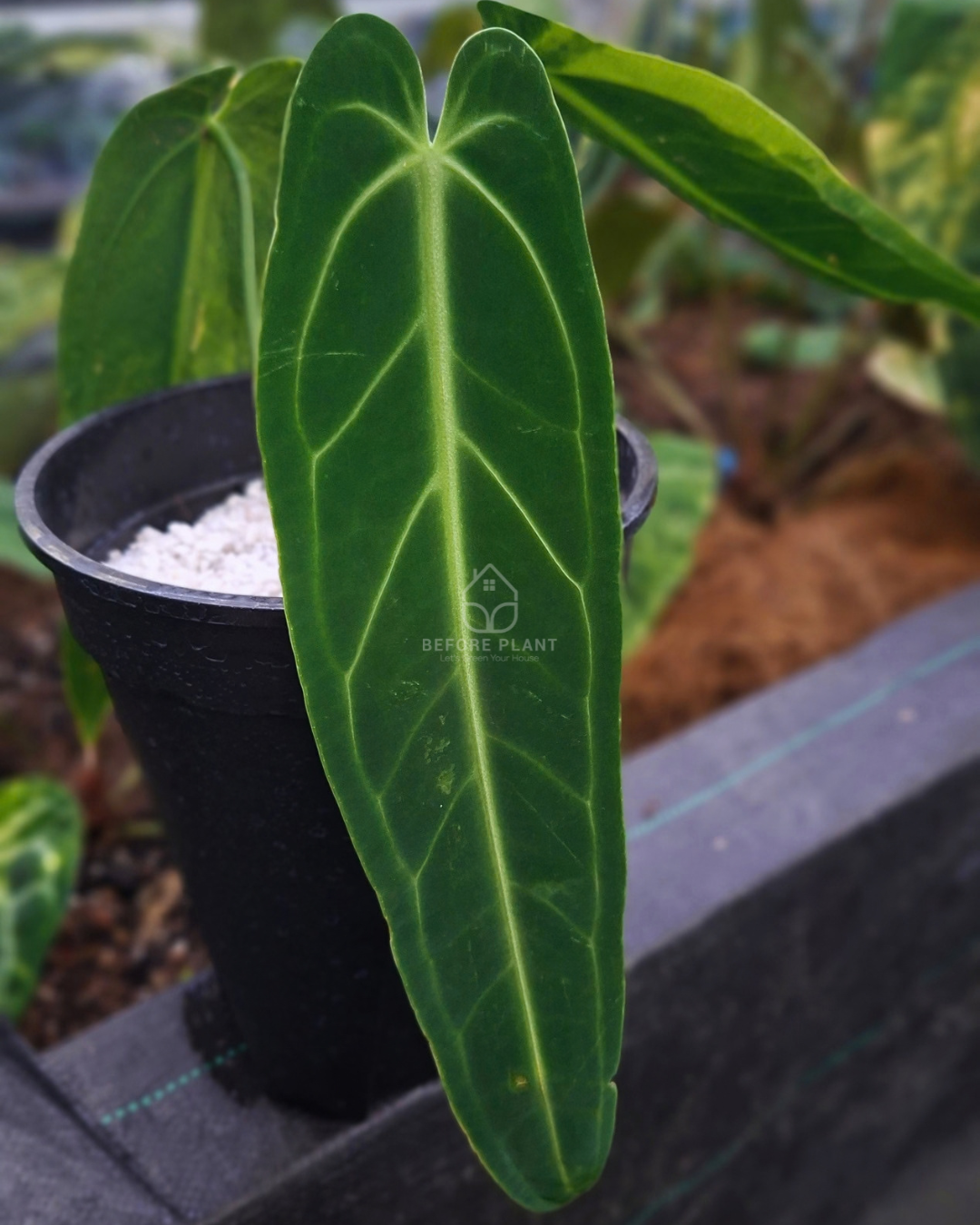Anthurium Warocqueanum Dark Form Variegated