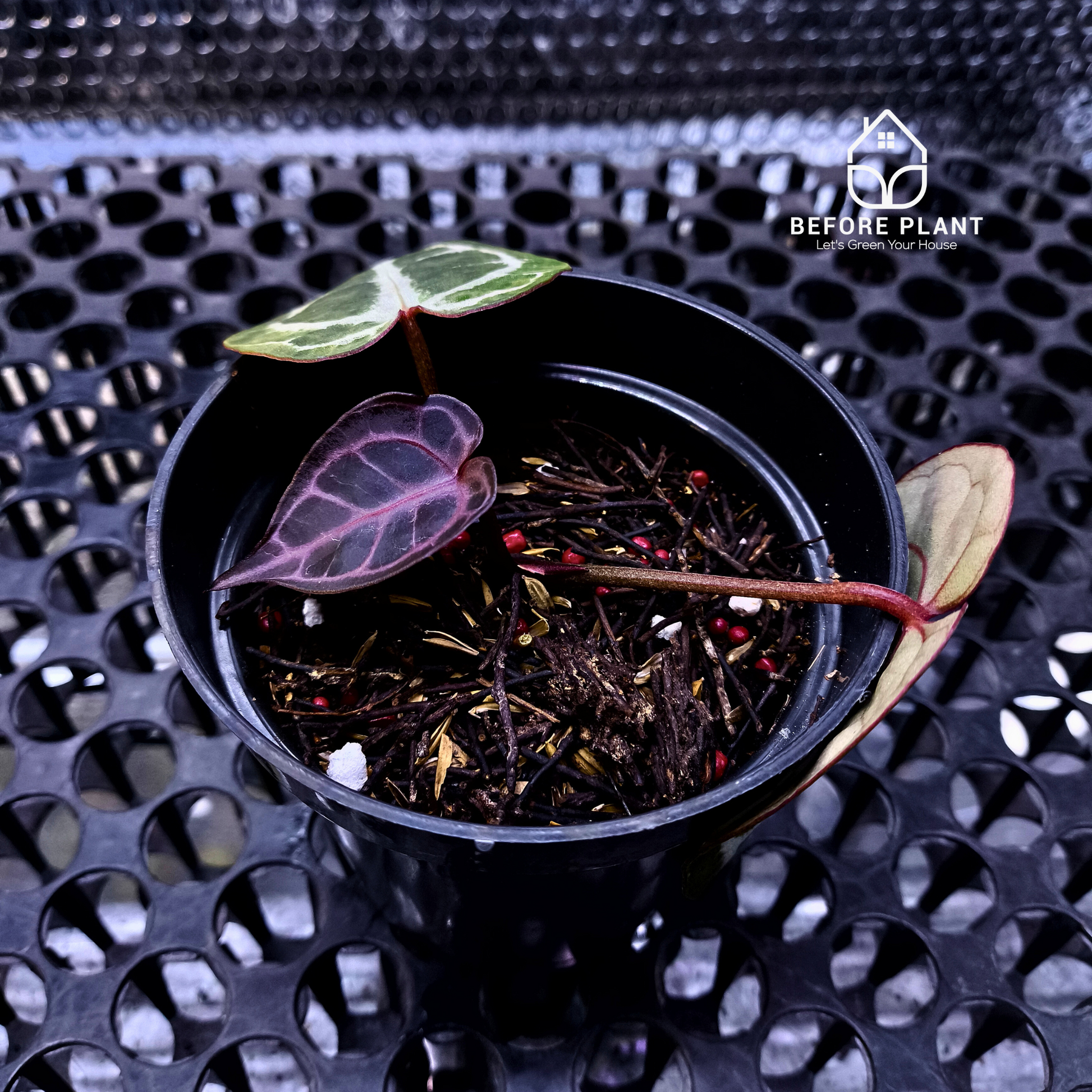 Anthurium Red Tiger