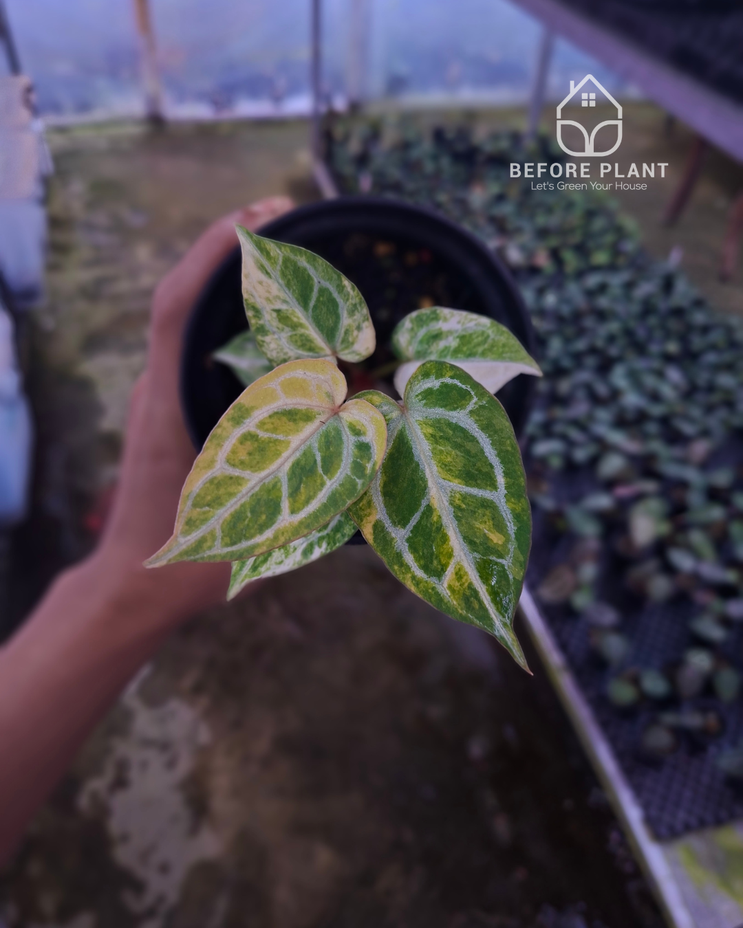 Anthurium Red Space x Mojang Geulis