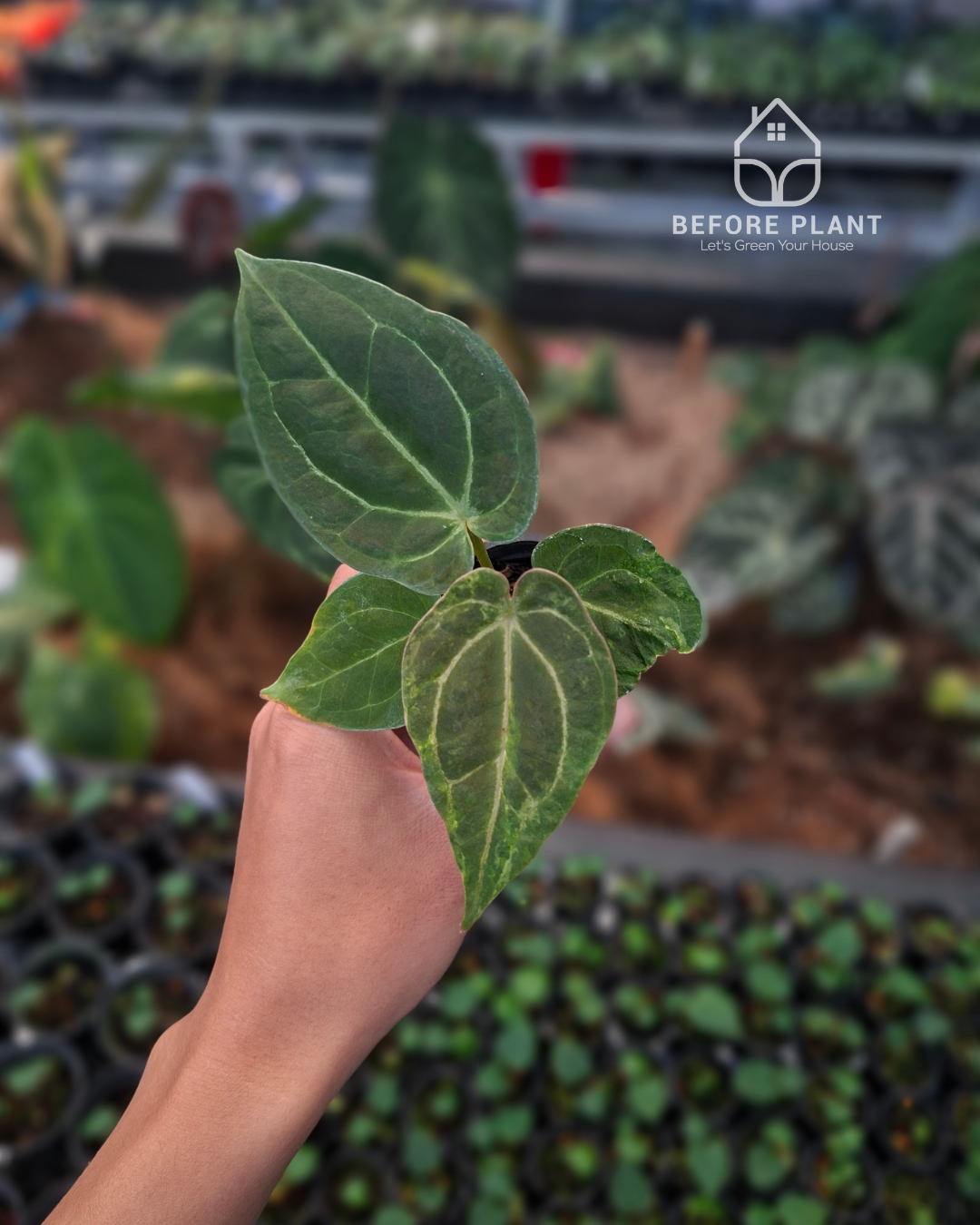 Anthurium Forgetii Blister x Indigo