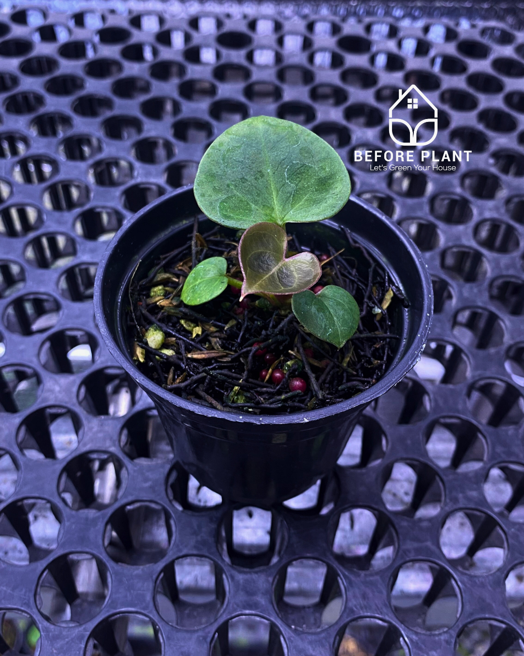 Anthurium King of Spades (HU) Seedling