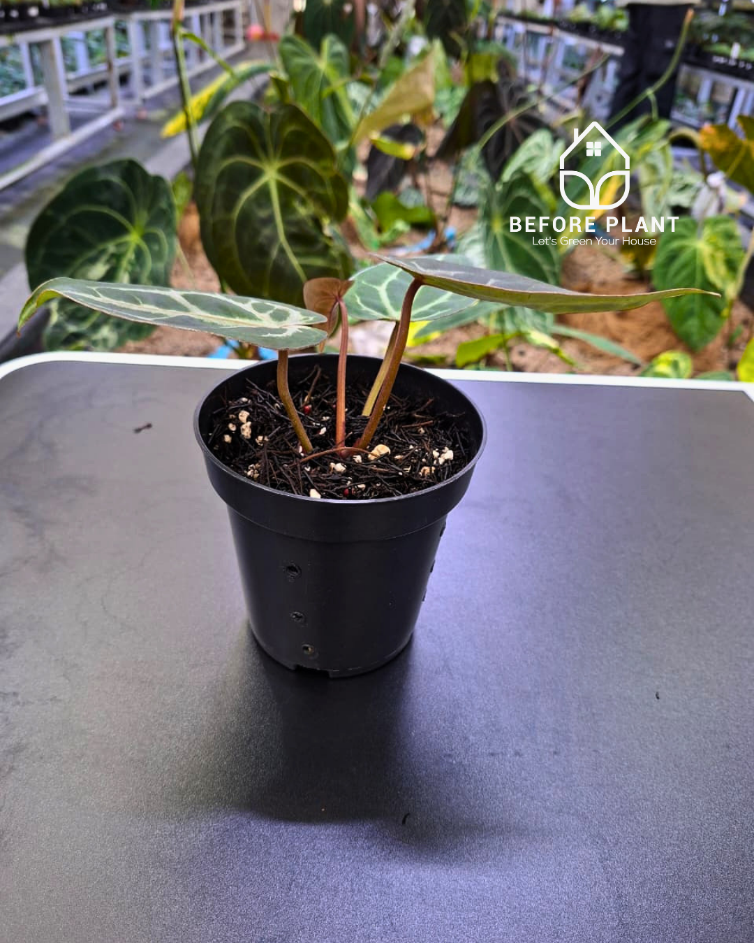 Anthurium Michelle X BVIT ZM RED – Beforeplant