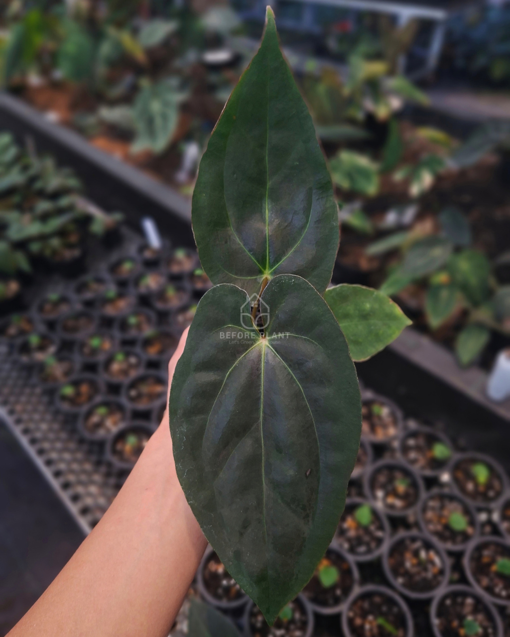 Anthurium Carla Porti NSE x Papi Var AOS Tezula