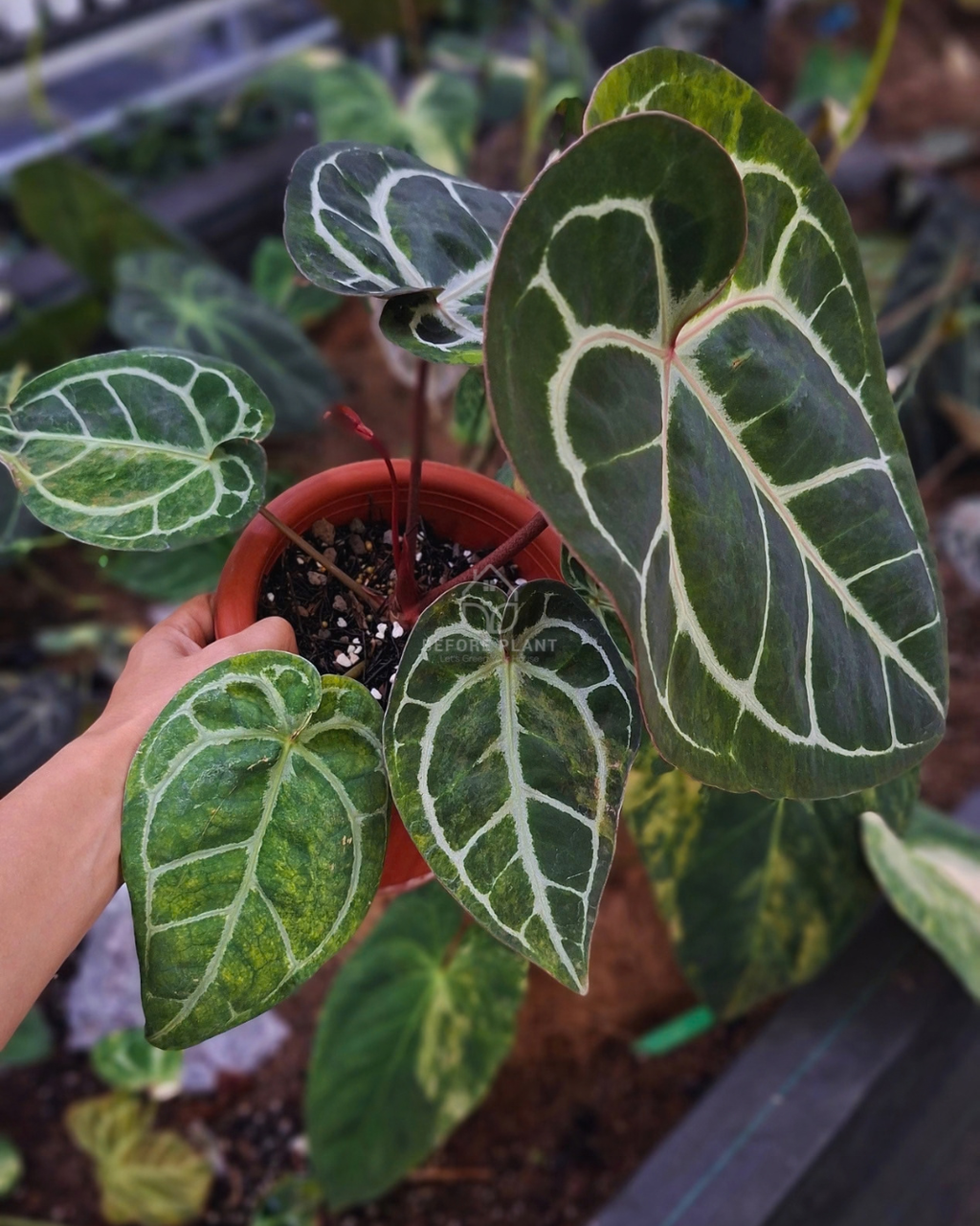 Anthurium Michelle Variegated x Tortoise Grey