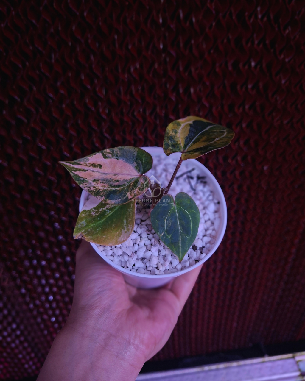 Anthurium Twistter x Red Crystal