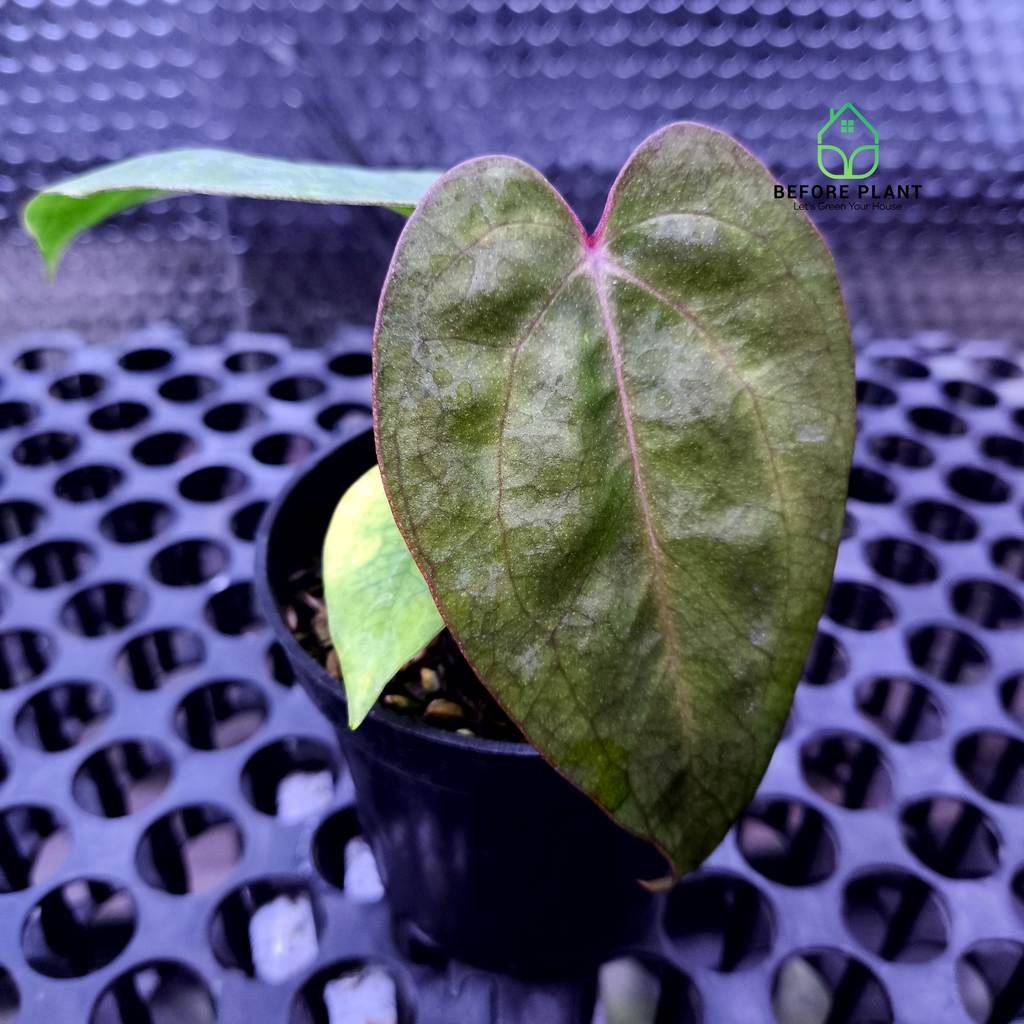 Anthurium Carla Portilae NSE x Black Sweet