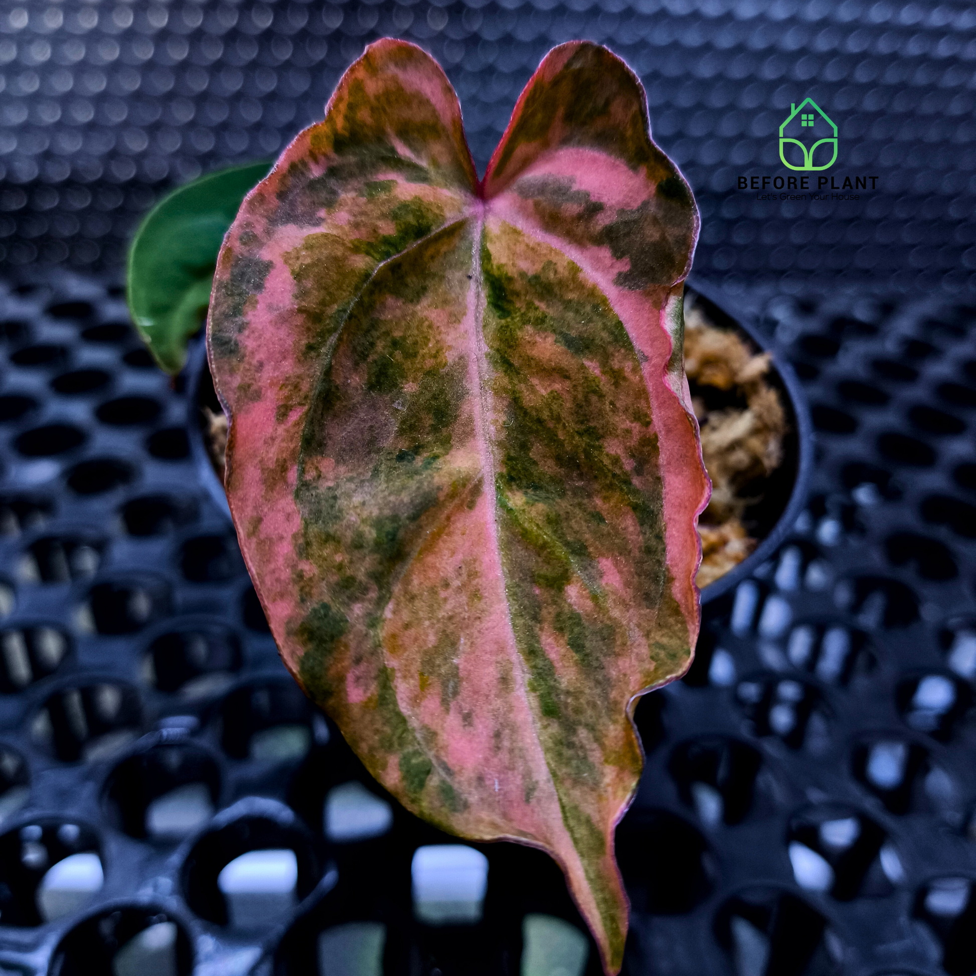 Anthurium Red Devil x (Papi x Michelle)