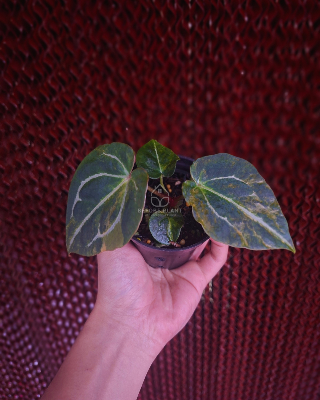 Anthurium Twistter x Red Crystal