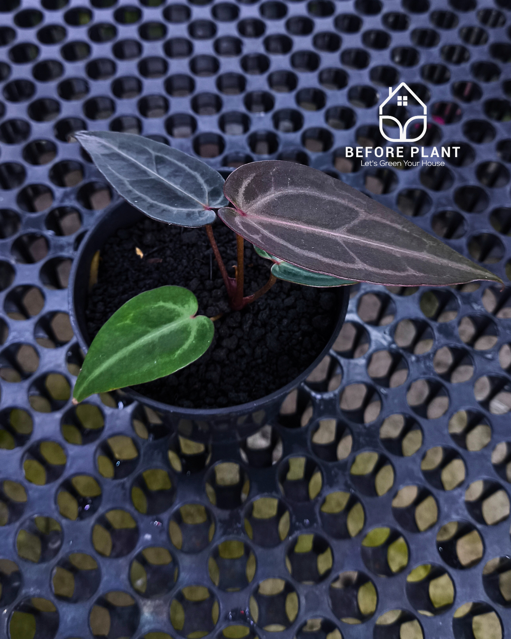 Anthurium ( Dark Handsome x Red Velvet Cake ) x Michelle Variegated