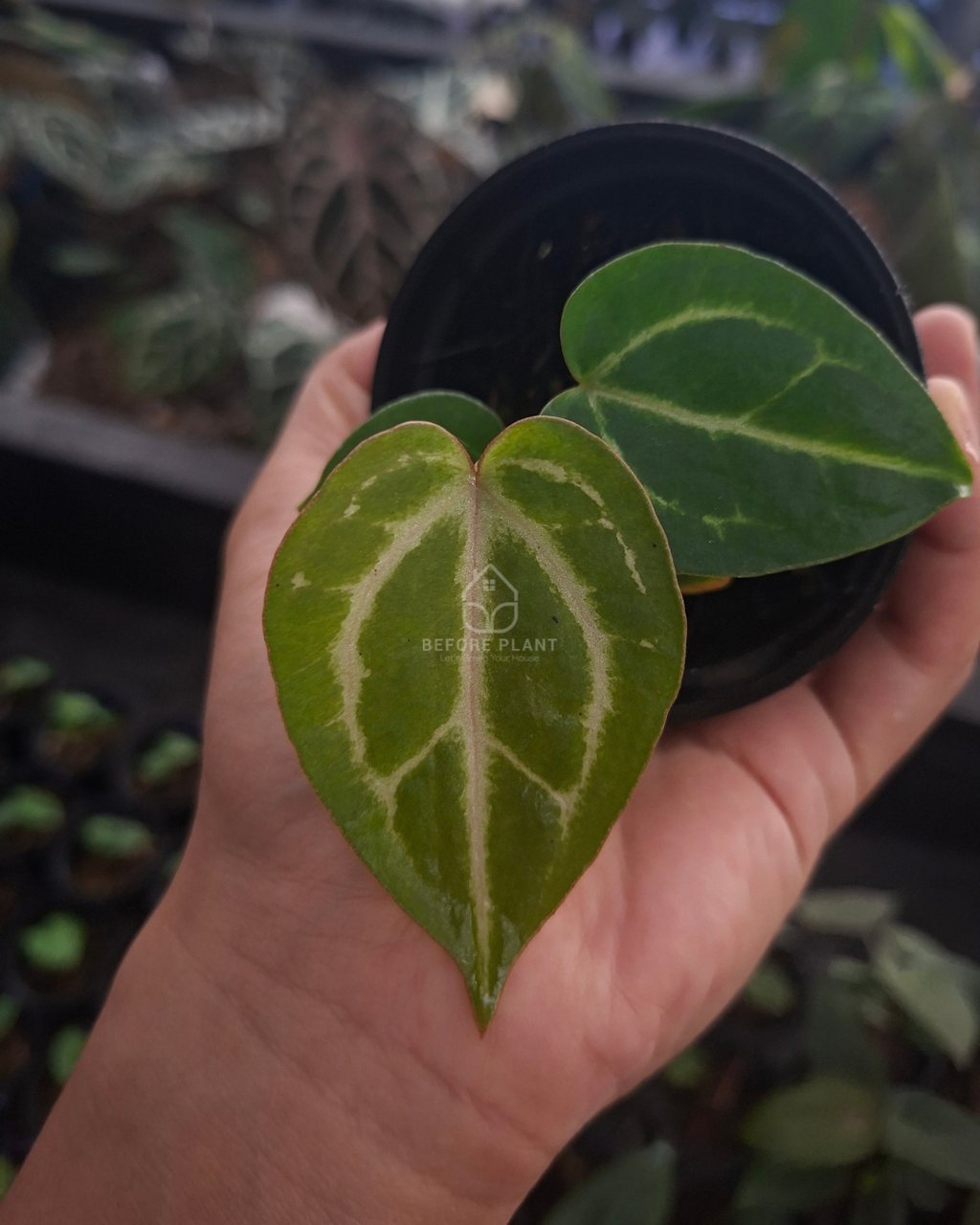 Anthurium Michelle Variegated x Blue Muchlis