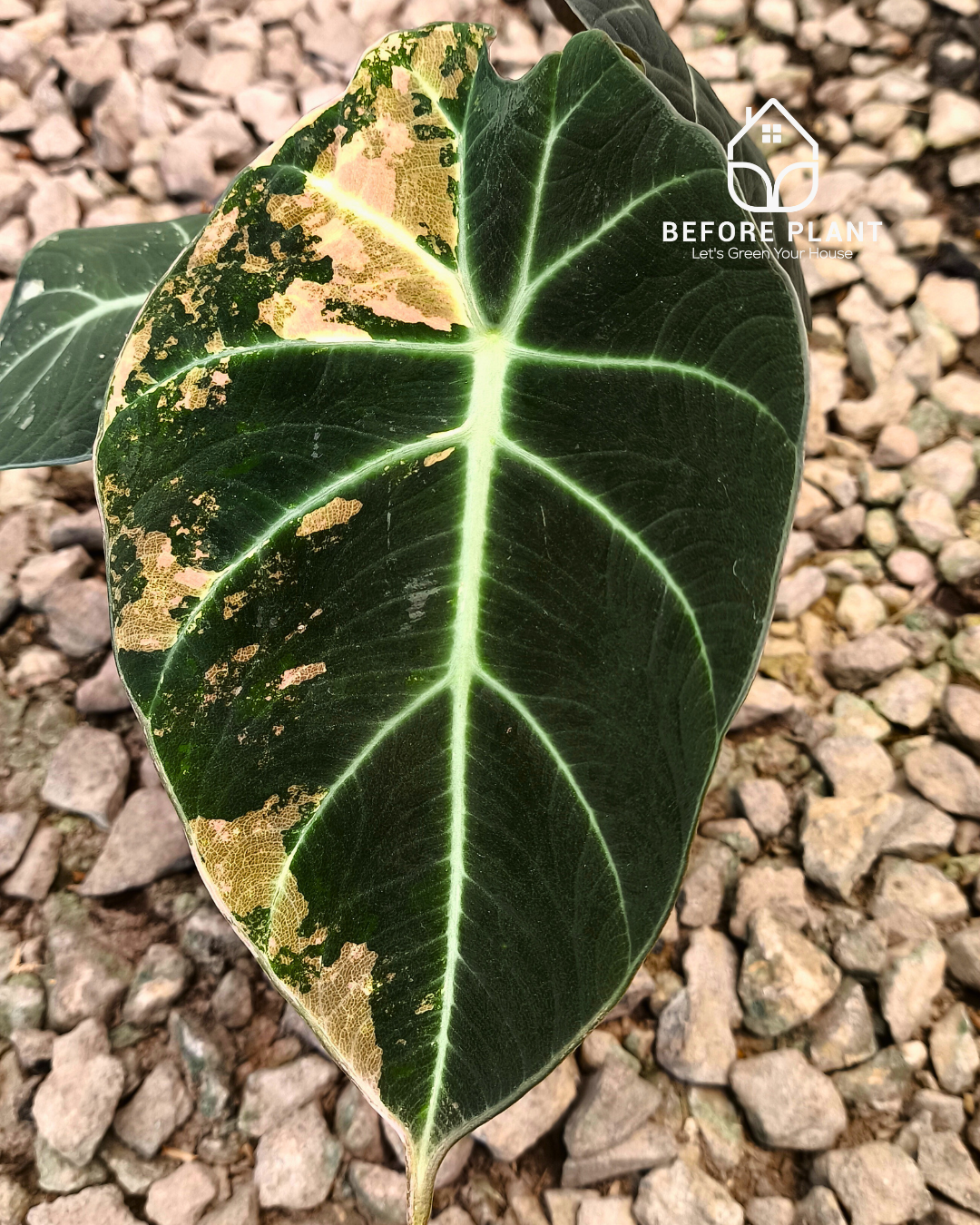 Alocasia Black Velvet Gold