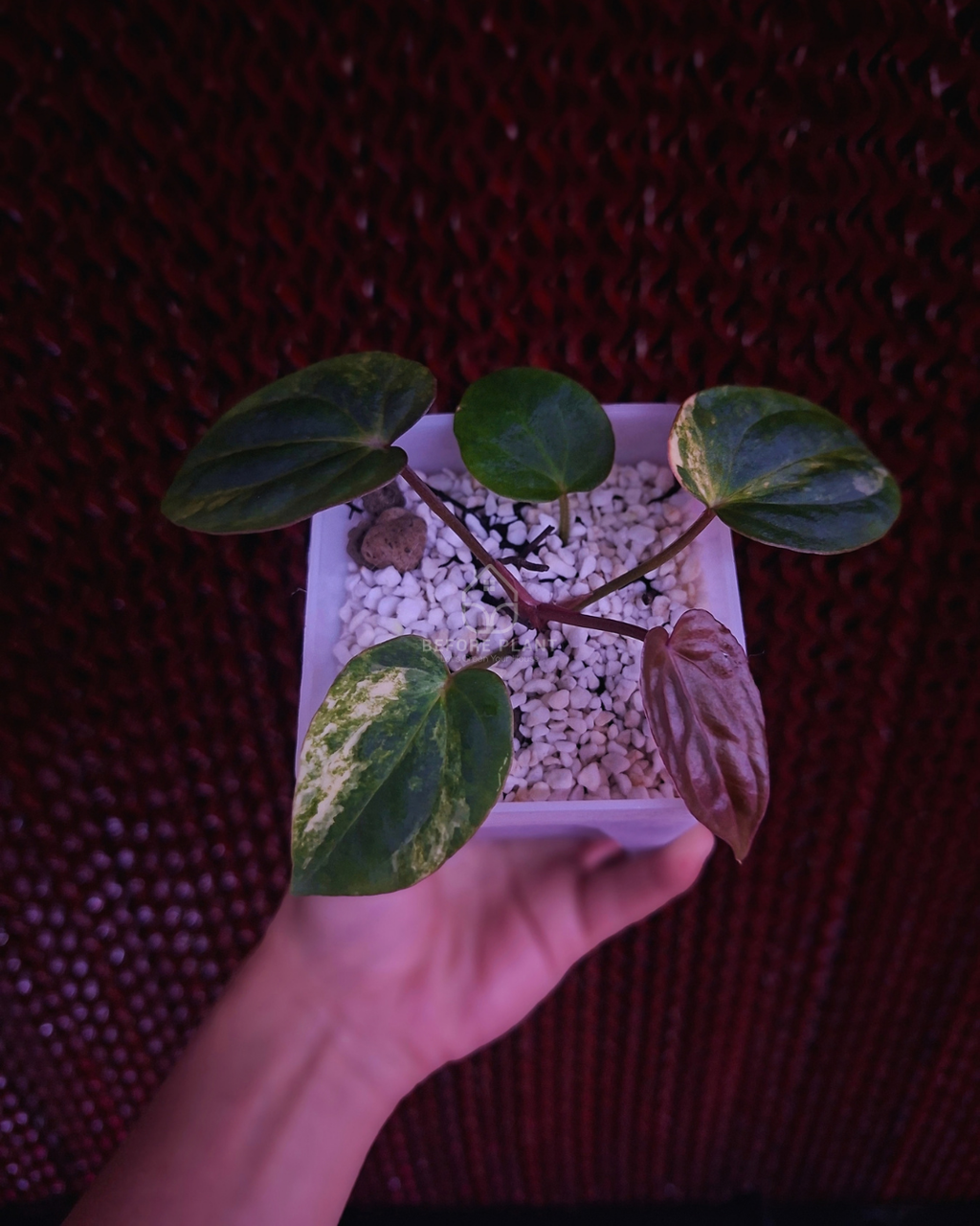 Anthurium Papi Var Subsignatum x Papi Var AOS Tezula