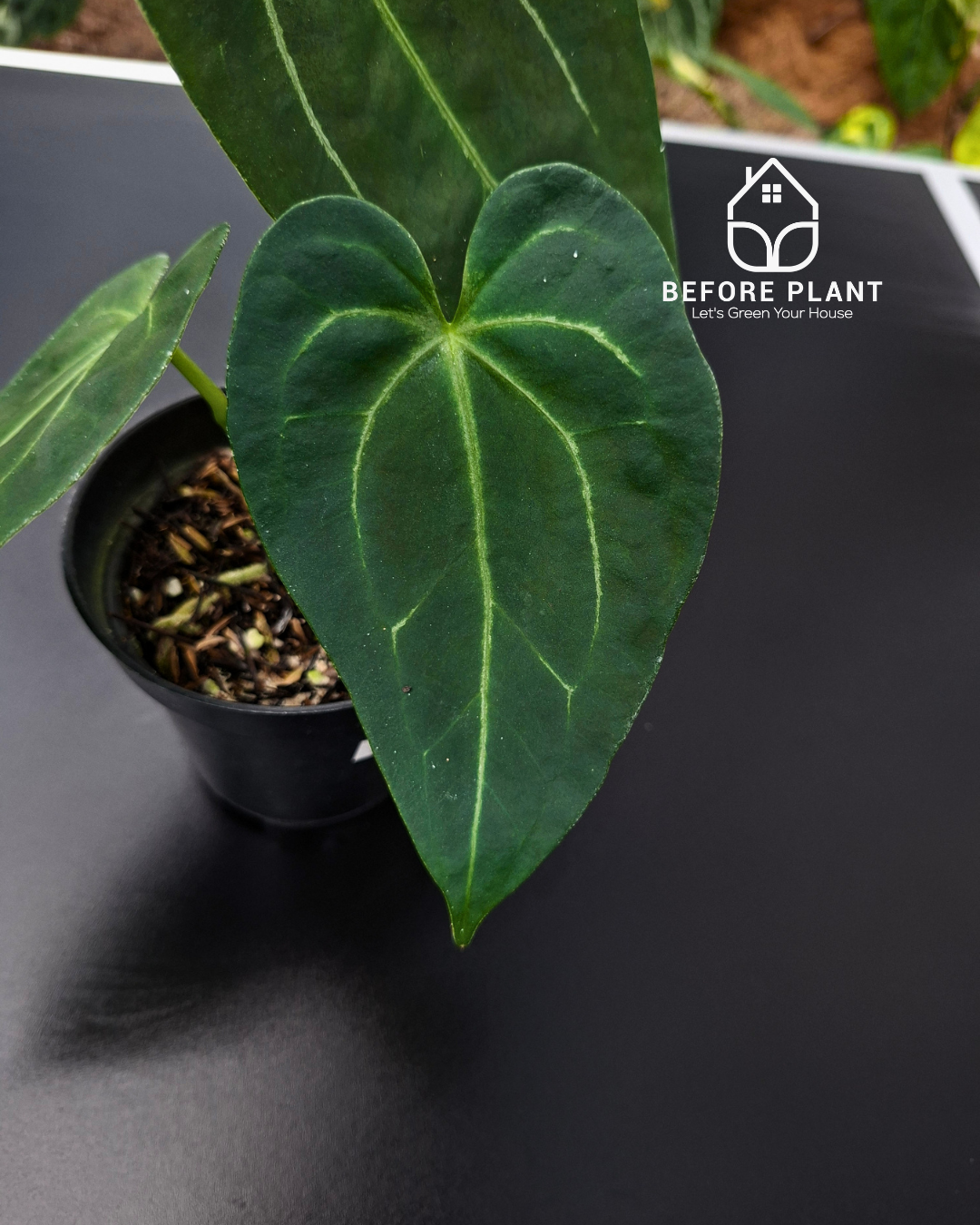 Anthurium Fort Sherman x Red Crystal