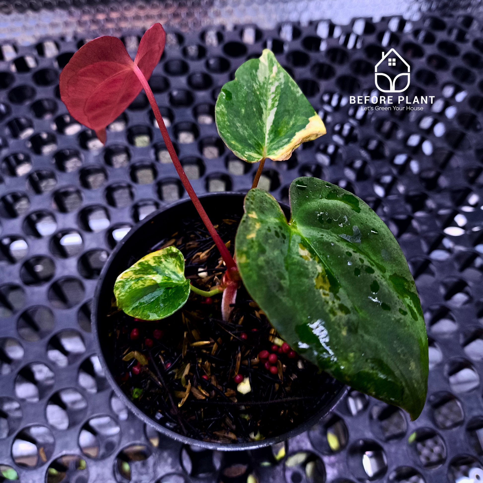 Anthurium Papi Variegated x Gunayala