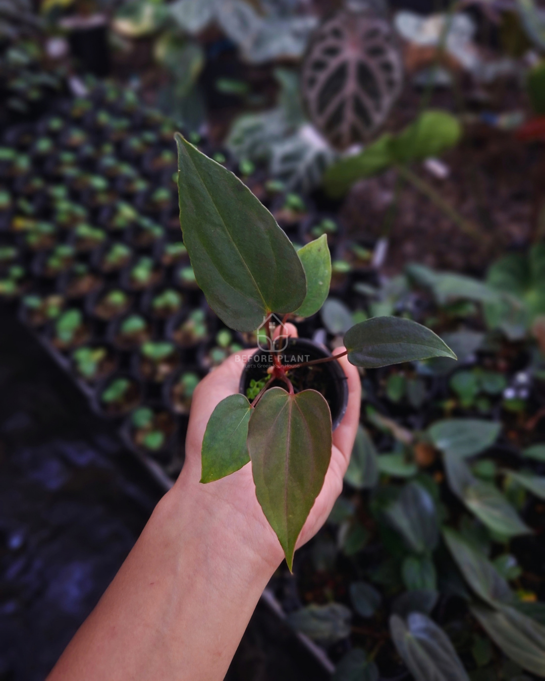 Anthurium Blue Papi x Blood of Blue