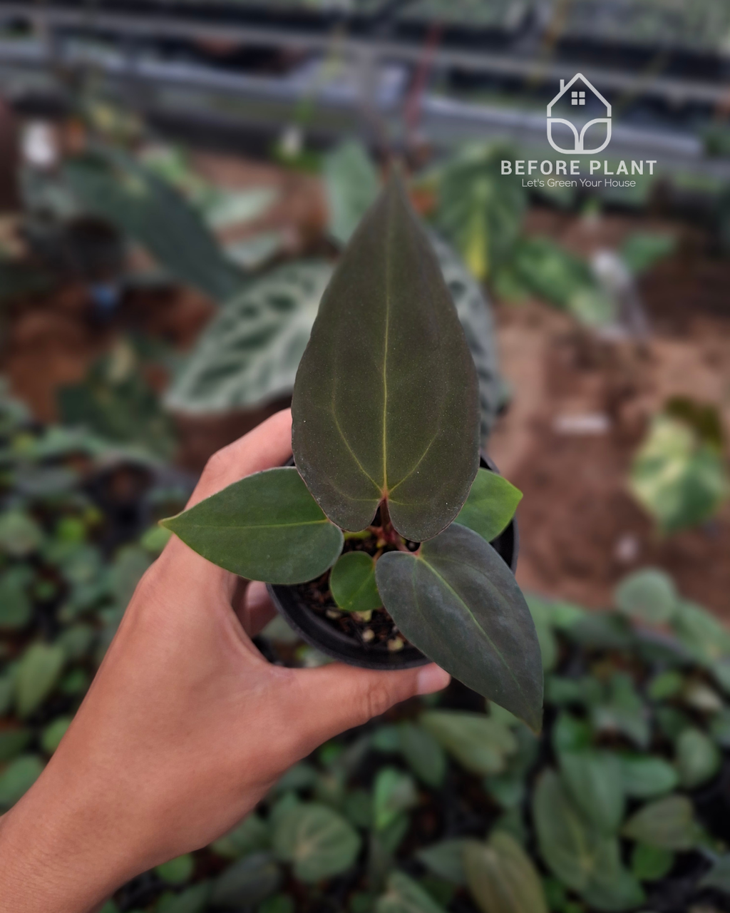 Anthurium Carla Porti NSE x Indigo