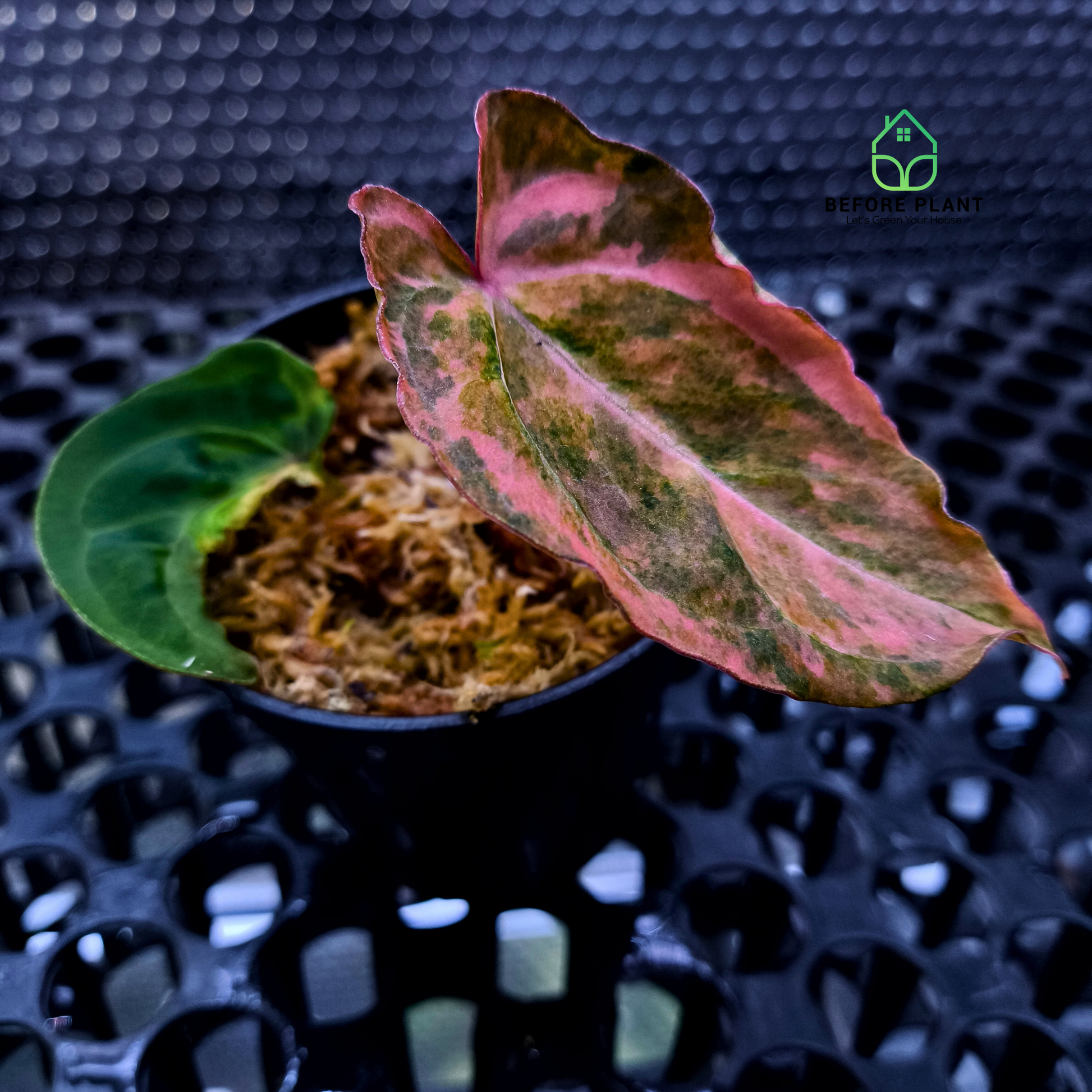 Anthurium Red Devil x (Papi x Michelle)