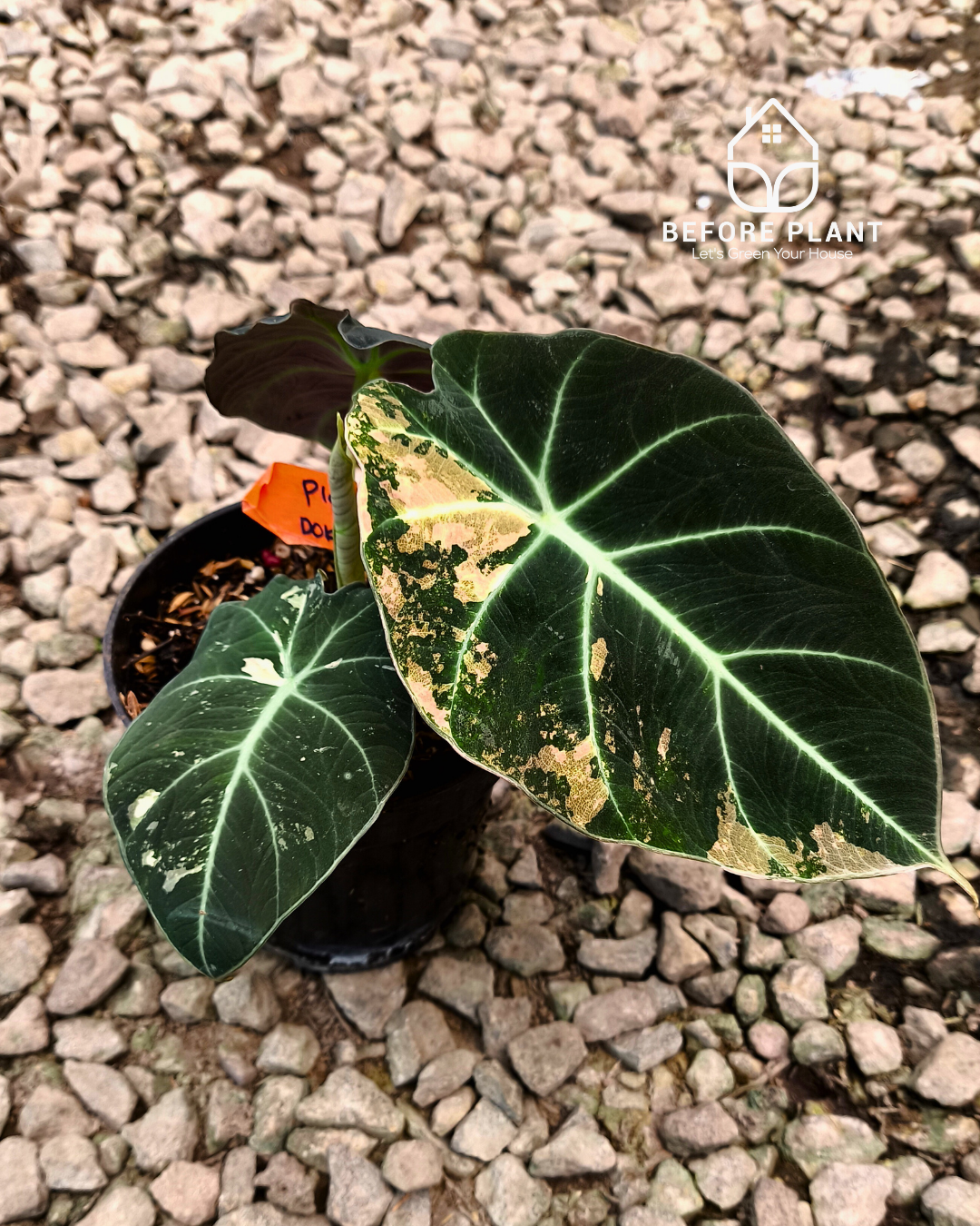 Alocasia Black Velvet Gold
