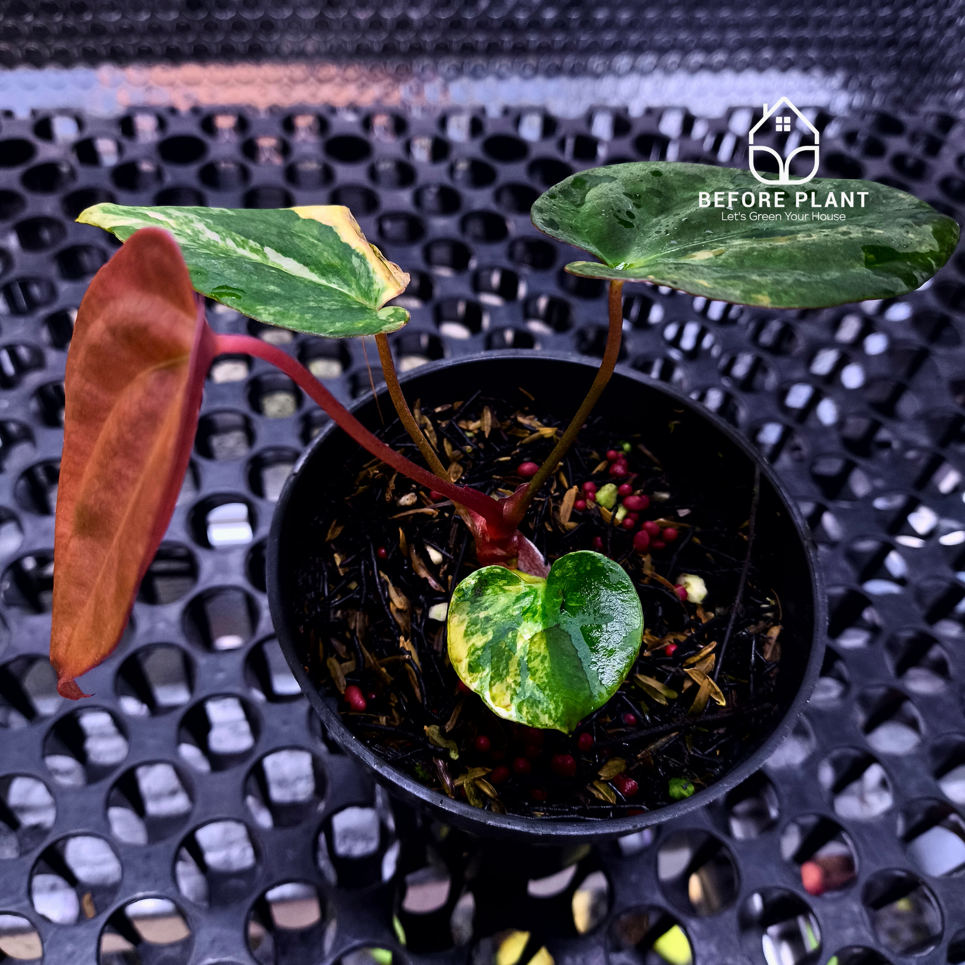 Anthurium Papi Variegated x Gunayala