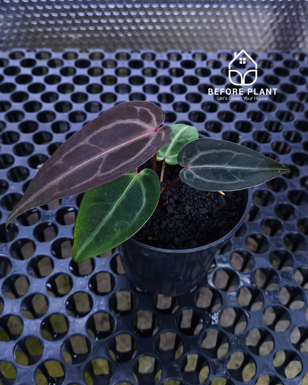 Anthurium ( Dark Handsome x Red Velvet Cake ) x Michelle Variegated