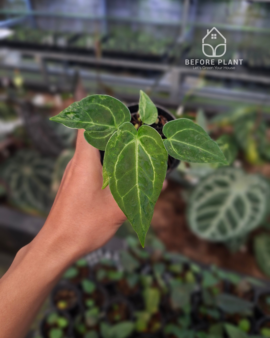 Anthurium Forgetii Blister x Silver Blush