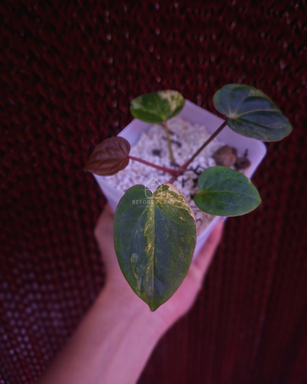 Anthurium Papi Var Subsignatum x Papi Var AOS Tezula