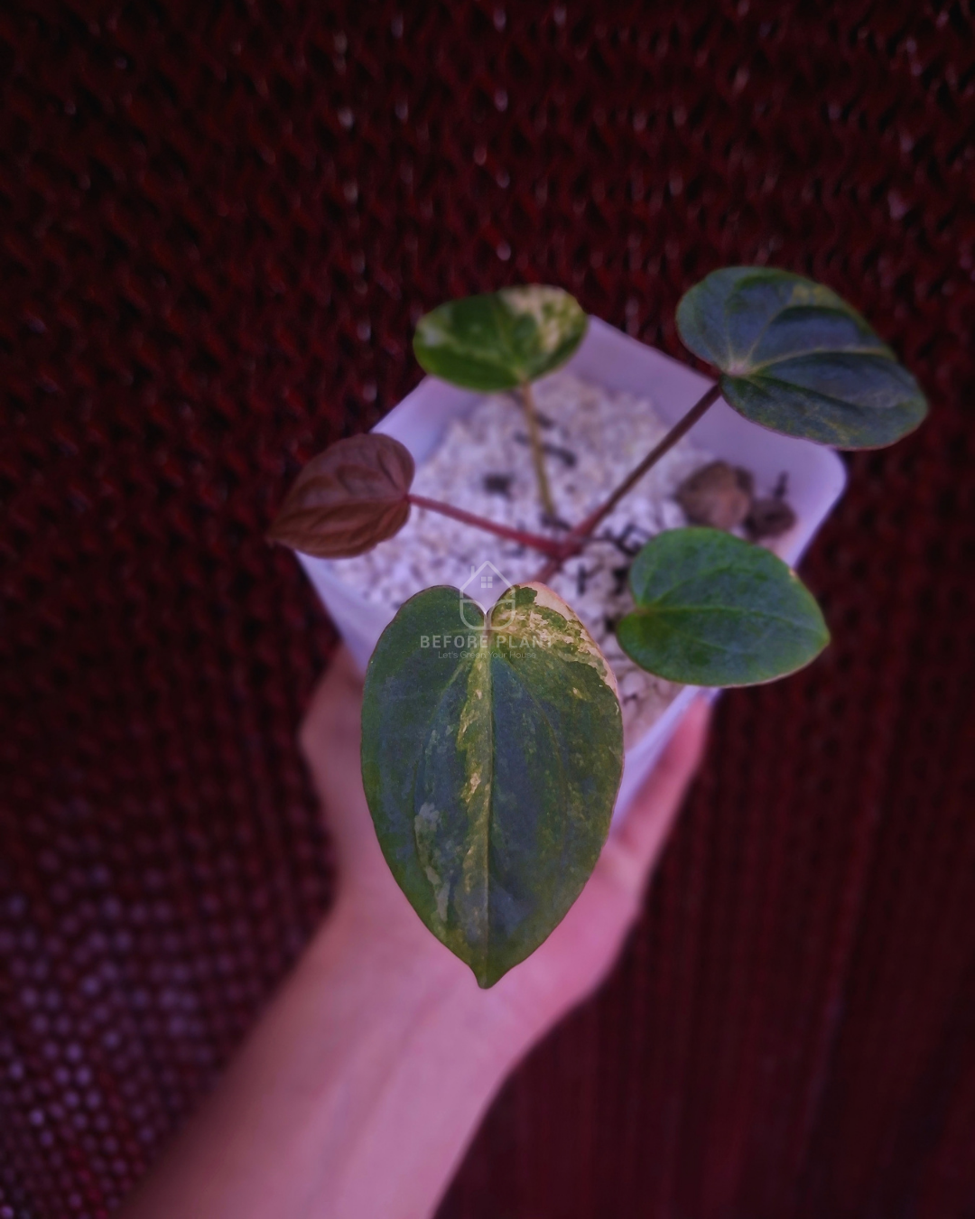 Anthurium Papi Var Subsignatum x Papi Var AOS Tezula