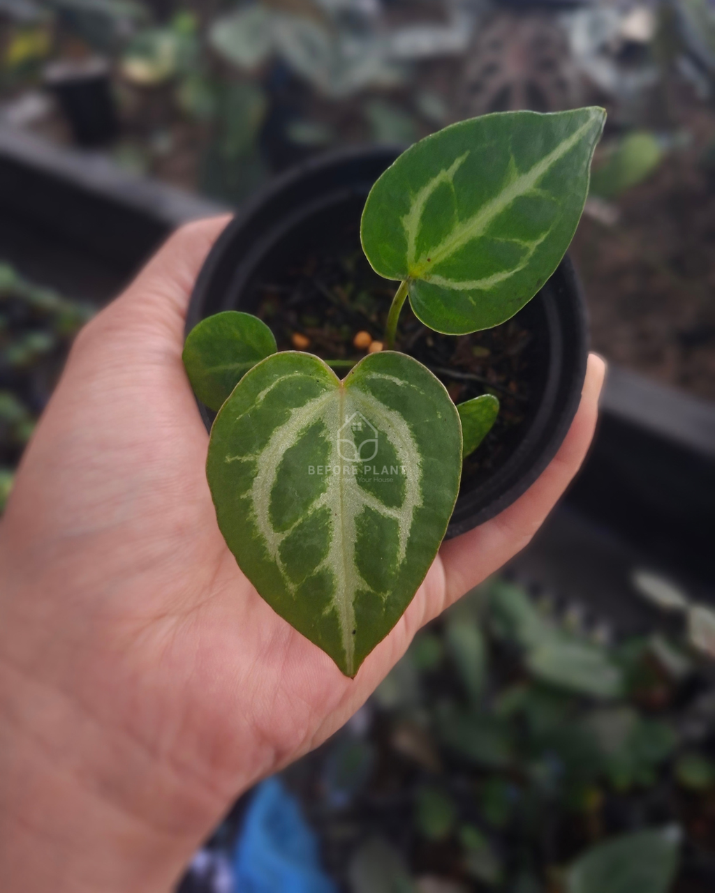 Anthurium Michelle Variegated x Blue Muchlis