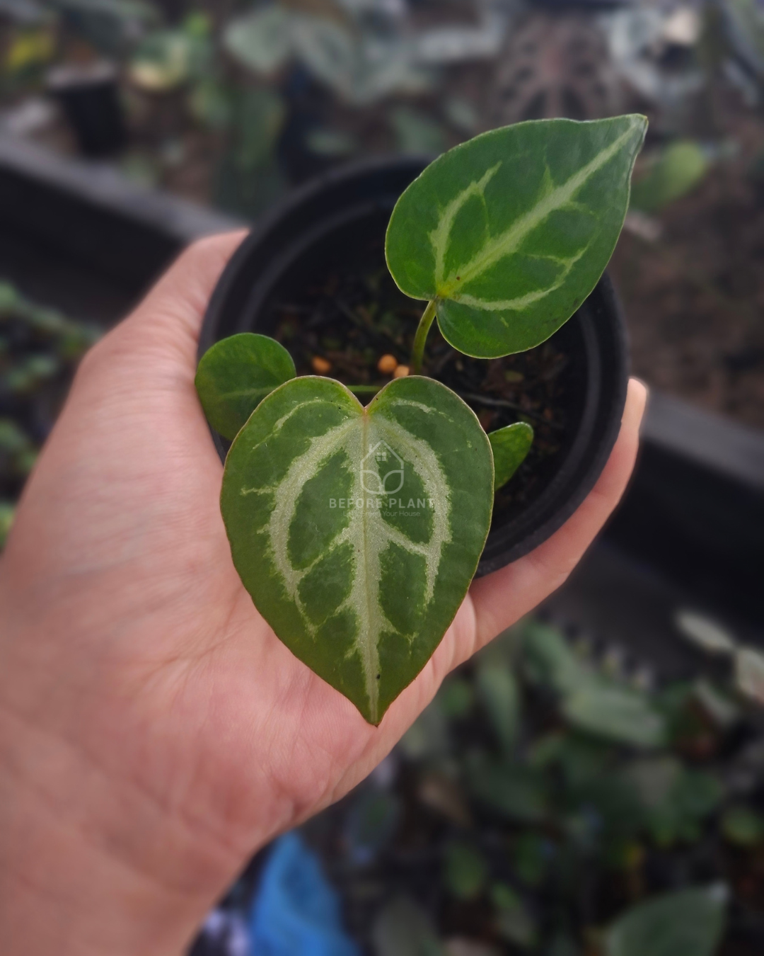 Anthurium Michelle Variegated x Blue Muchlis