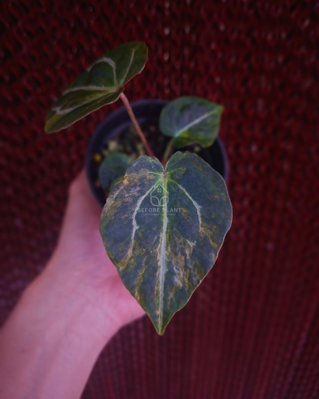 Anthurium Twistter x Red Crystal