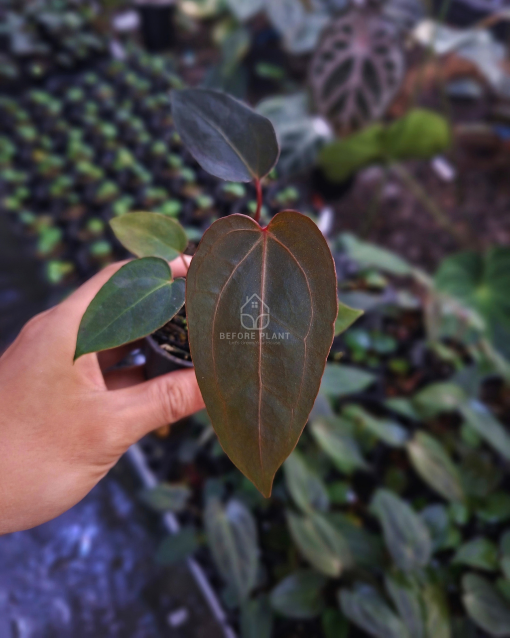 Anthurium Blue Papi x Blood of Blue