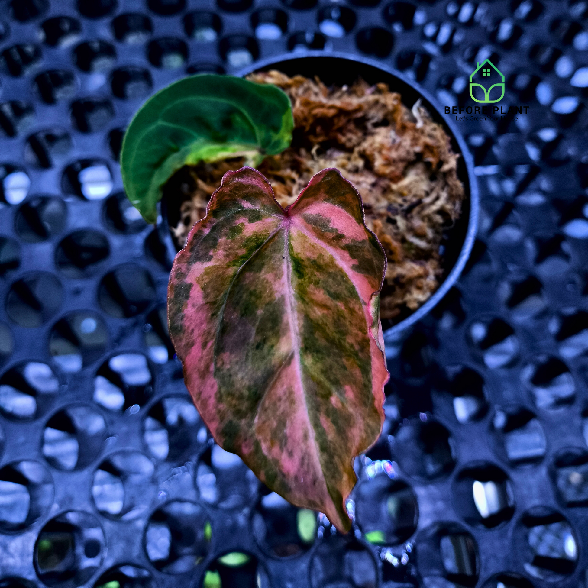 Anthurium Red Devil x (Papi x Michelle)