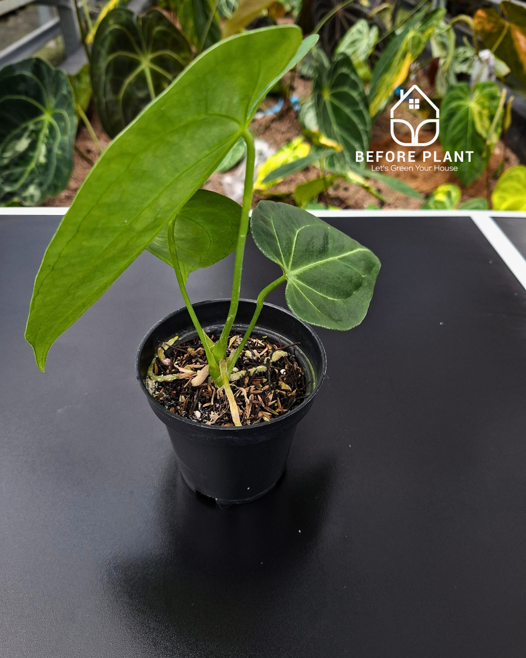 Anthurium Fort Sherman x Red Crystal