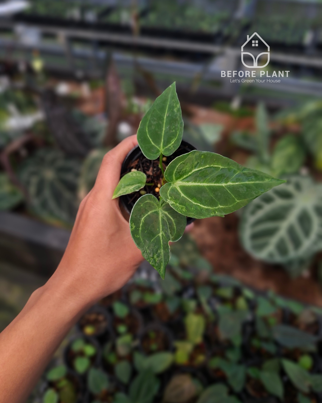 Anthurium Forgetii Blister x Silver Blush