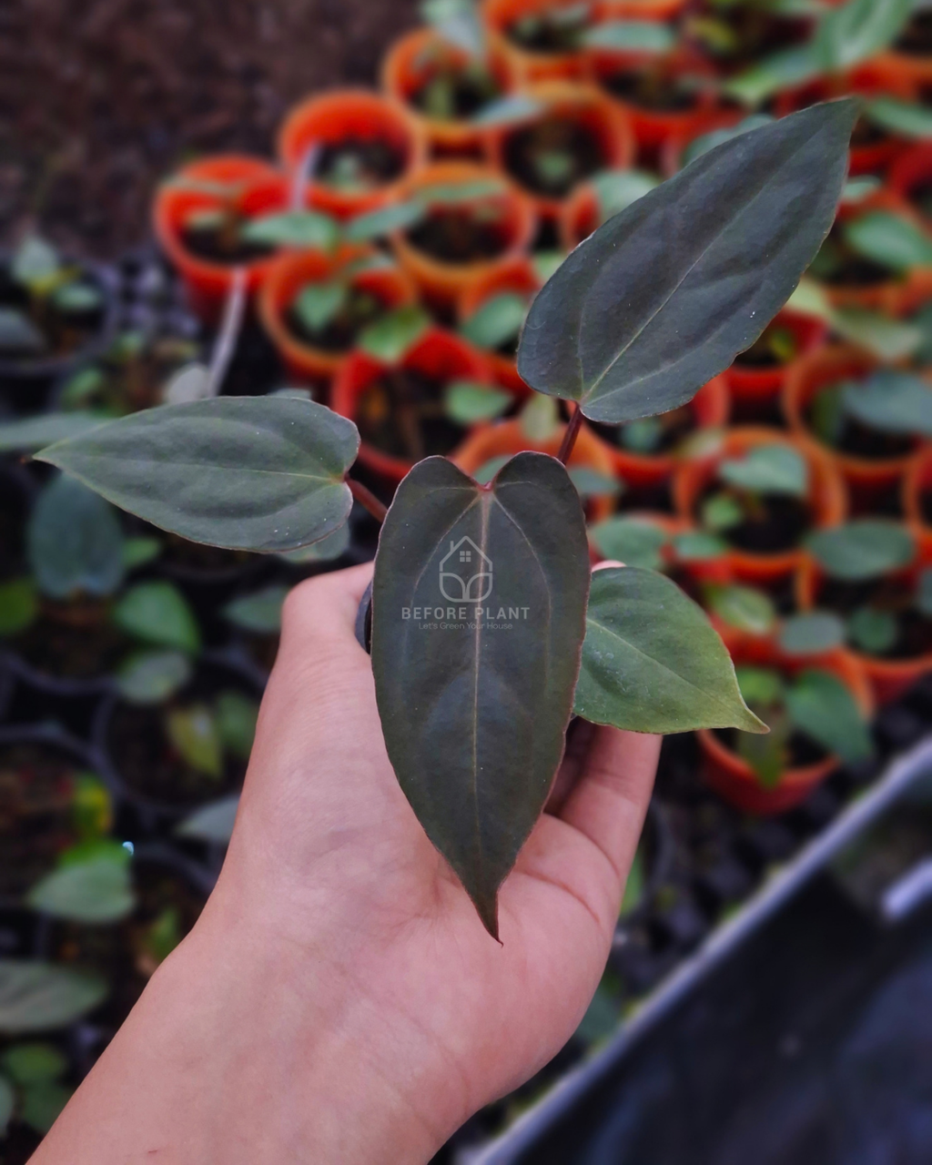 Anthurium Blue Papi x Blood of Blue