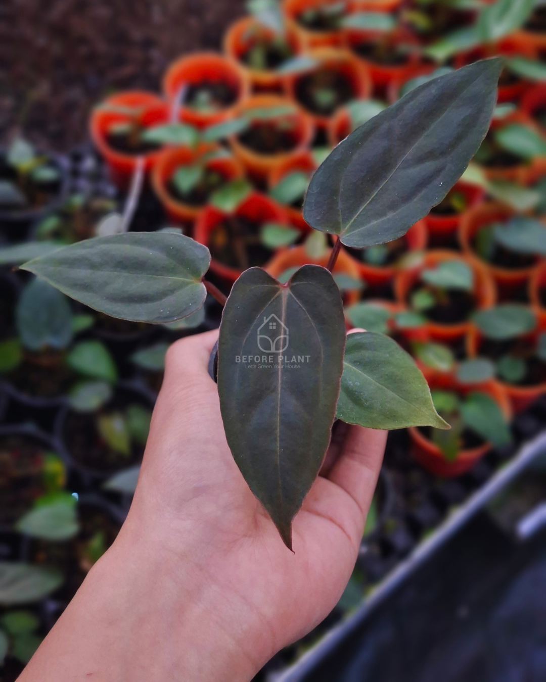 Anthurium Blue Papi x Blood of Blue